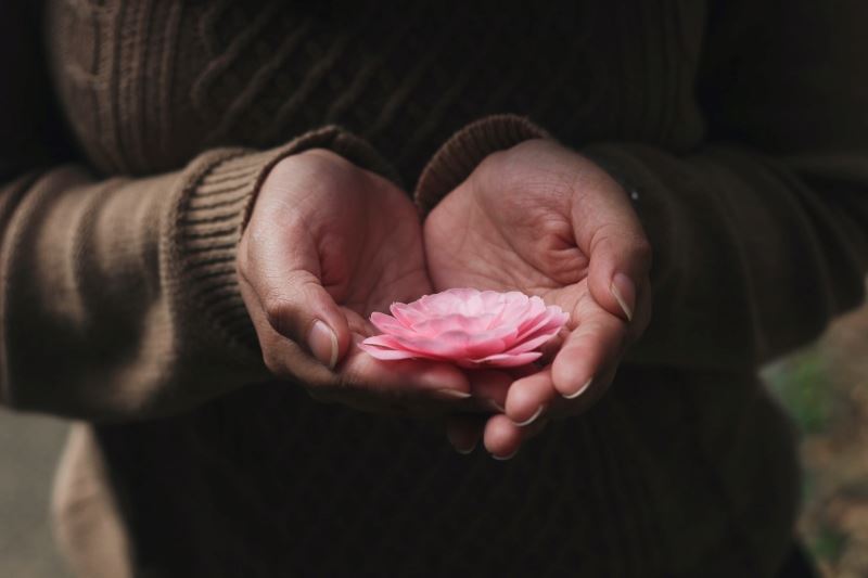 Hands holding pink flower.